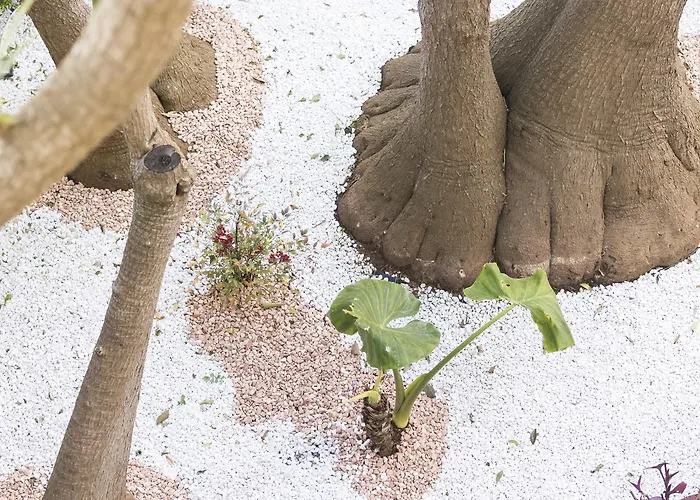 豪华住宿加早餐旅馆